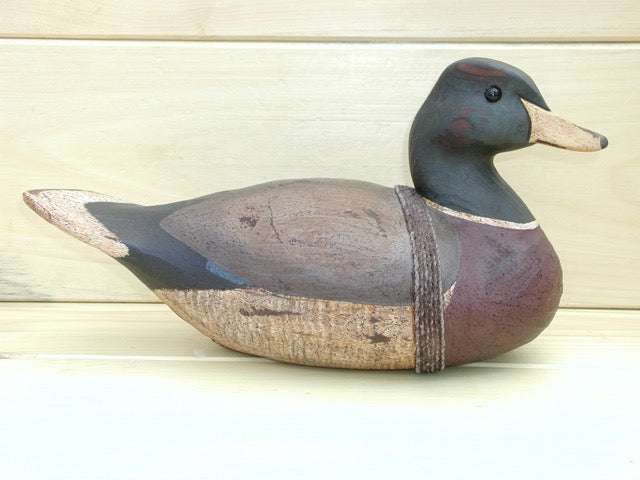 Mallard Drake