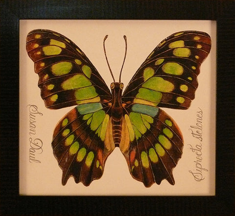 Brown and Green Butterfly by Susan Daul