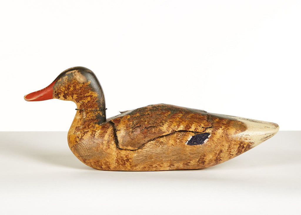 Mallard Hen by Chris Boone
