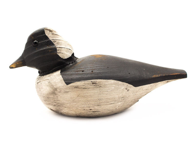 Bufflehead Drake