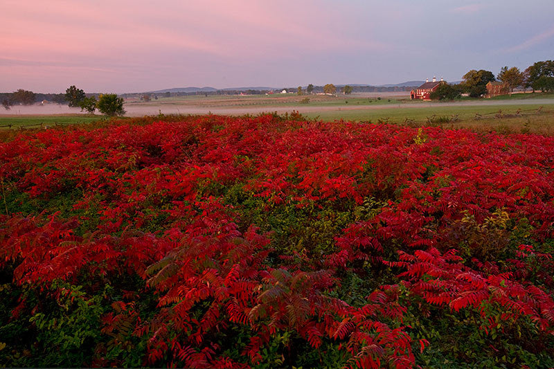 Pickett's Charge (Cemetery Ridge/Codori Barn) by Chris Heisey