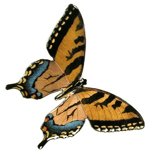 Butterfly Tiger Swallowtail Open Wing Wall Art by Bovano Cheshire