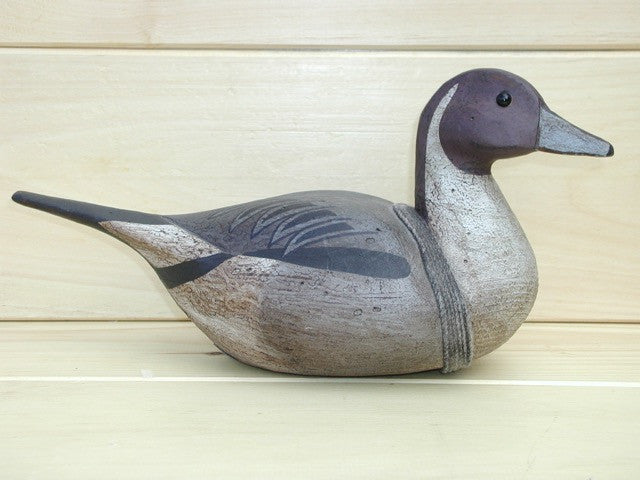 Pintail