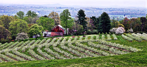 Springtime in the Orchard Archival Photo on Canvas by Ted Scarpino