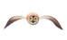 Flying Barn Owl