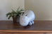 Happy Hippo Gourd
