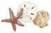 Starfish, Seashell, Sand dollar in Beach Colors Wall Art by Bovano