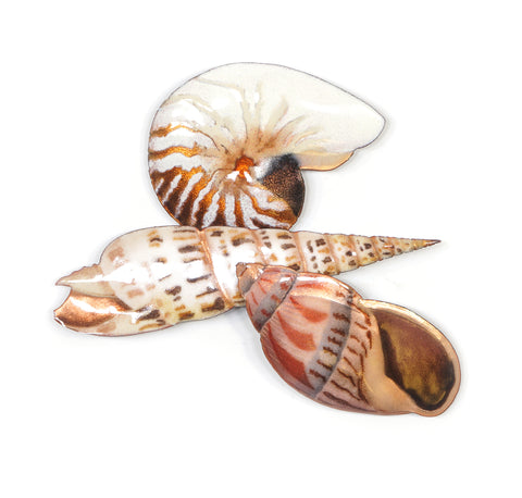 Nautilus, Auger, Babylon Wall Art by Bovano
