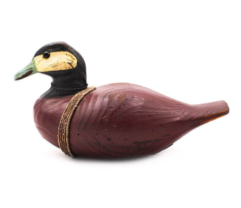 Ruddy Drake Duck