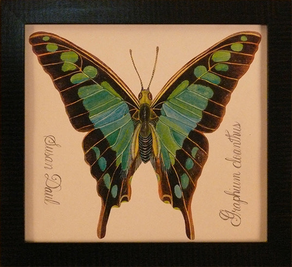 Turquoise Butterfly by Susan Daul