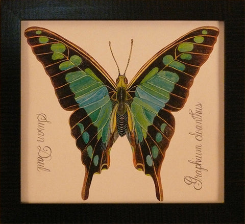 Turquoise Butterfly by Susan Daul