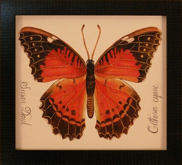 Orange Butterfly by Susan Daul