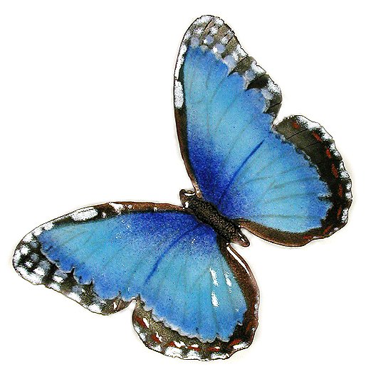Blue Morpho Open Wing Butterfly Wall Art by Bovano Cheshire