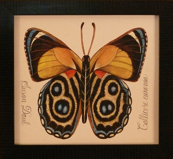 Multicolored Butterfly by Susan Daul