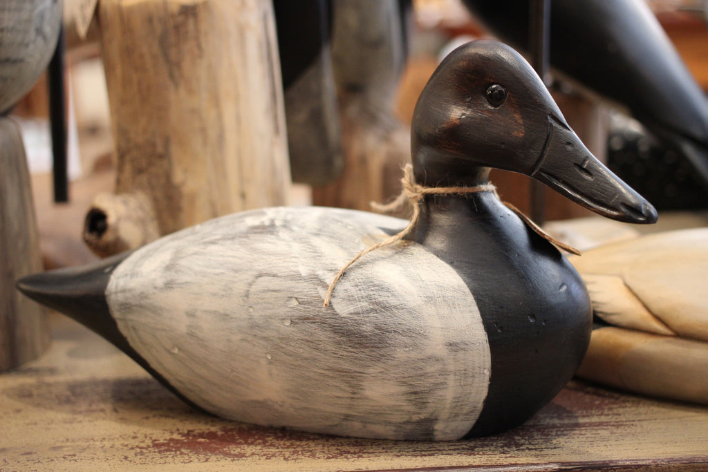 Canvasback Drake by Paul Irving