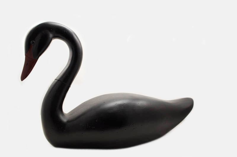 Large Black Swan by Paul Irving