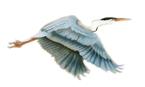 Heron, Flying Single – Small Wall Art by Bovano