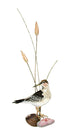 Sandpiper with Two Shells - Vertical Wall Art by Bovano