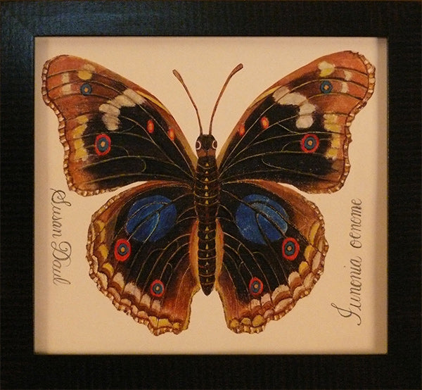 Black with Blue Dots Butterfly by Susan Daul