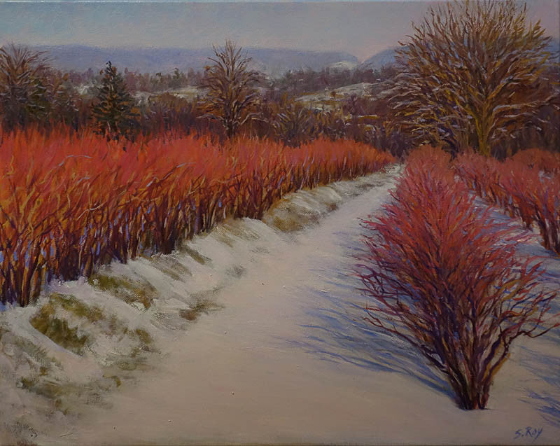 Pennsylvania Blueberry Field by Simonne Roy