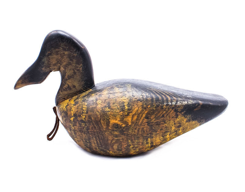 Shoveler Duck by Chris Boone